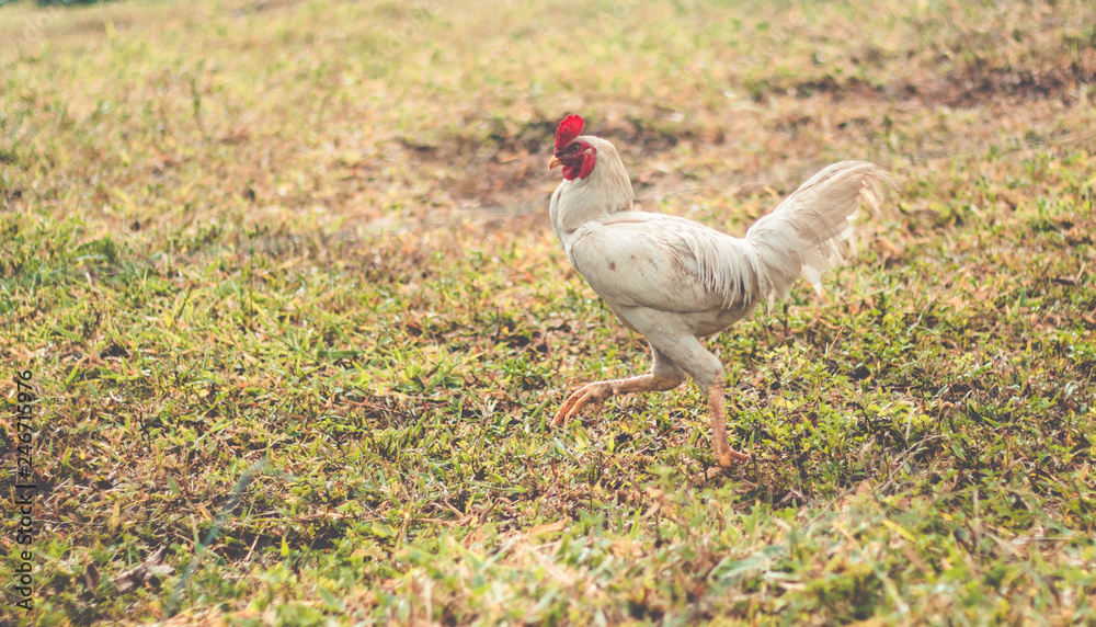 Fototapeta premium Beautiful white chicken walking on grass