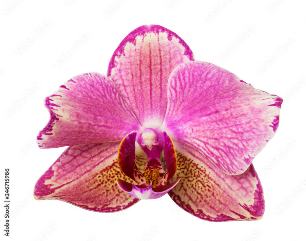 beautiful pink phalaenopsis orchid flower, isolated on white background beautiful pink phalaenopsis orchid flower, isolated on white background