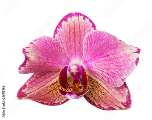 beautiful pink  phalaenopsis orchid flower  isolated on white background