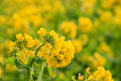 菜の花