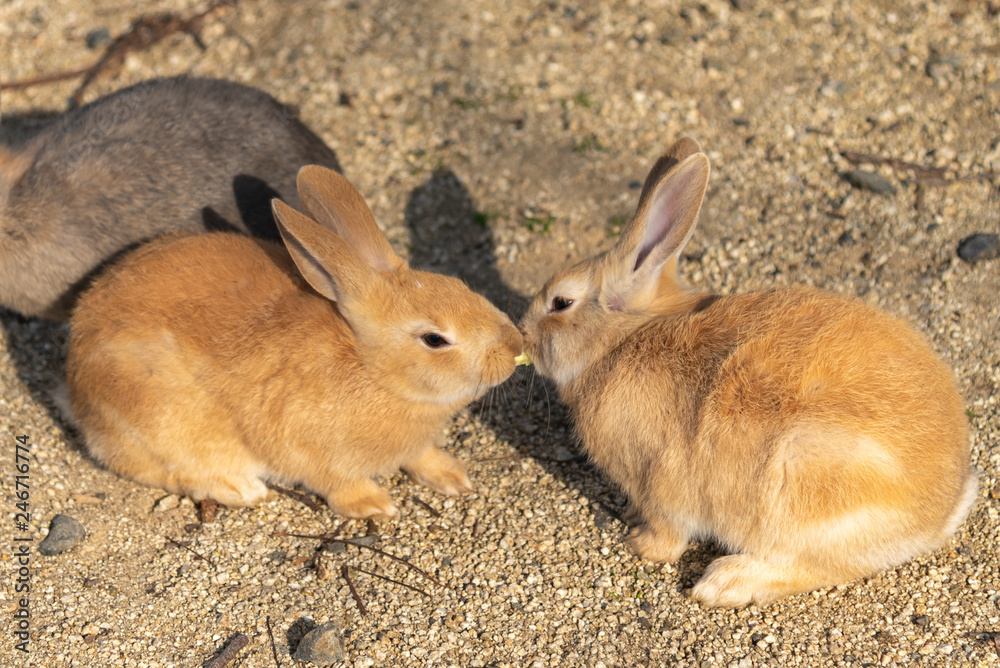 adorable rabbits fight for food on Okunoshima Island, as known as the adorable rabbits fight for food on Okunoshima Island, as known as the