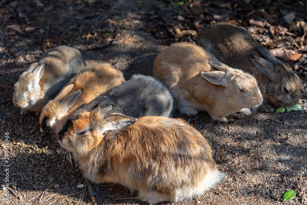 Group of wild rabbits keep warm together on the road in Okunoshima
