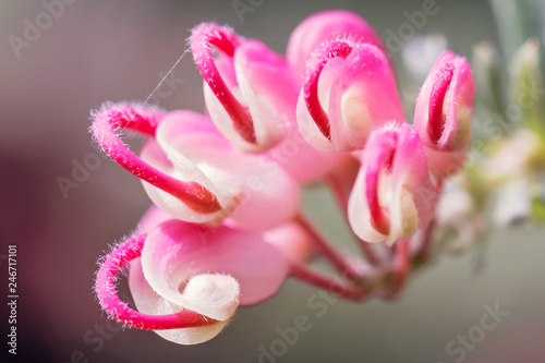 Grevillea hybrid (