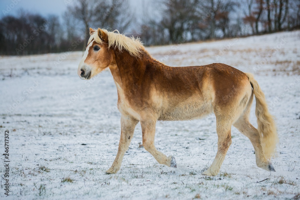 Portrait of brown and white haflinger horse trotting in a pasture on a cold sunny winter day, ground covered with snow, trees on horizon in background, blue sky