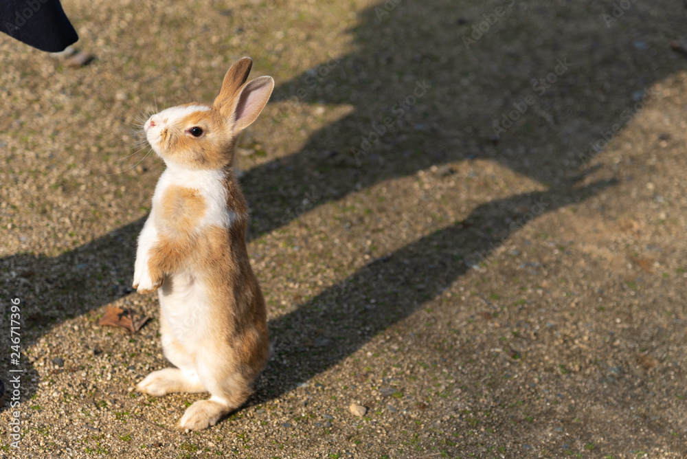 Feeding wild rabbits in winter sunny day on Okunoshima, as known as the