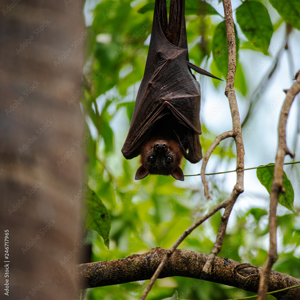 Flying Fox Bat during the day time. Stock Photo | Adobe Stock