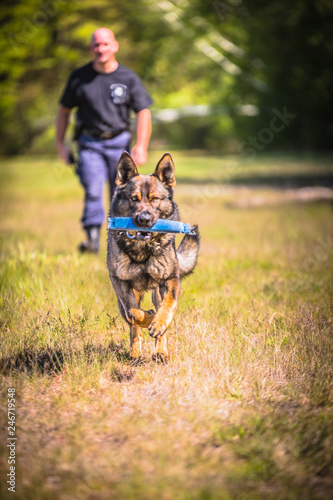 Police K9 training with officer