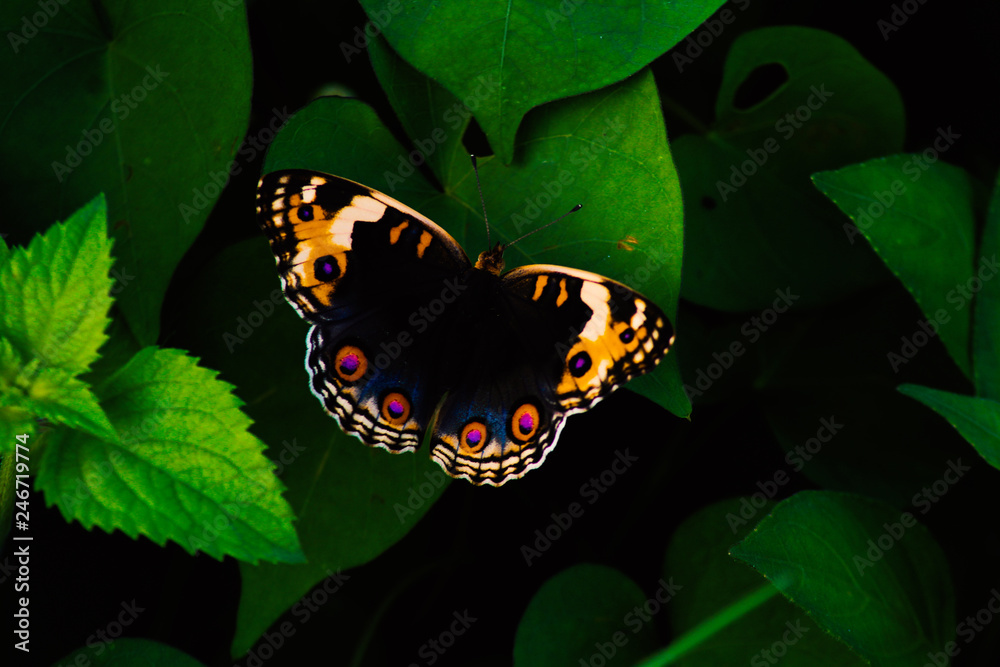 Obraz premium butterfly on a green leaf