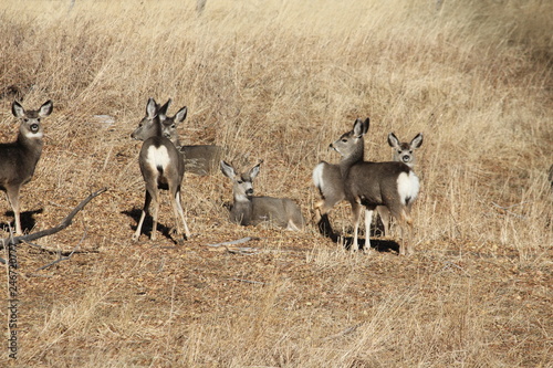 Fototapeta Naklejka Na Ścianę i Meble -  Deer by Skip Weeks