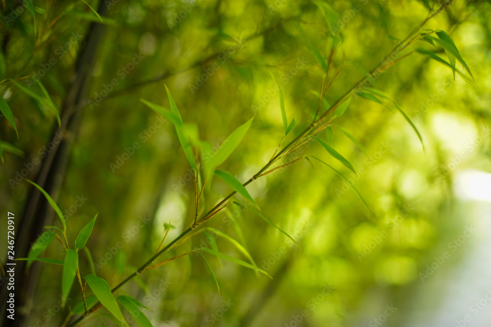 Bamboos green leaves and bamboo tree with natural light in blur style(bokeh) background. Bamboos green leaves and bamboo tree with natural light in blur style(bokeh) background.