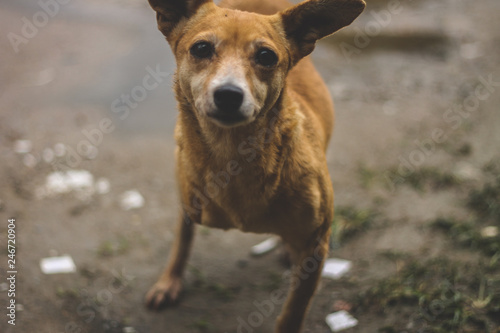 Portrait of a dog without a paw standing looking to the camera. Fototapeta