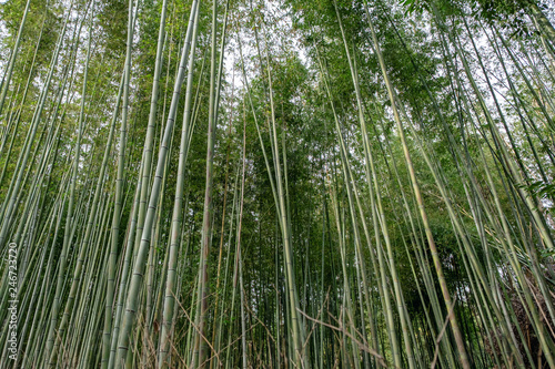 Low angle view image of bamboo forest in Arashiyama  Japan