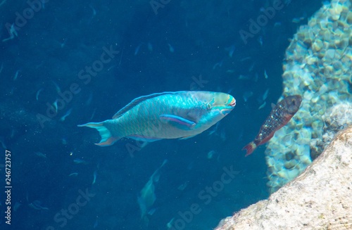 Tropical fish in blue lagoon