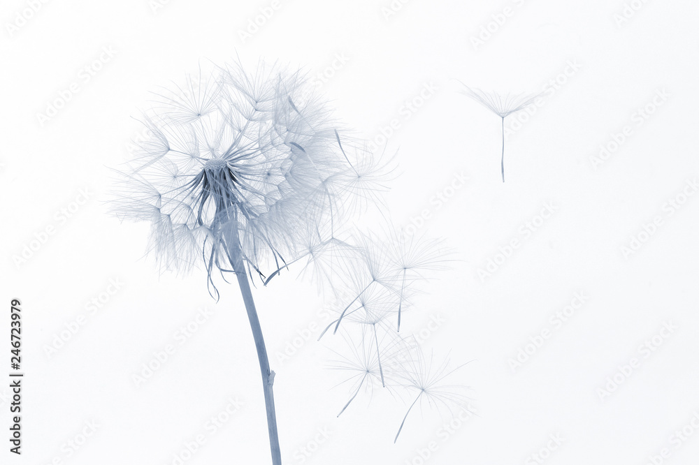Obraz premium mniszek lekarski i jego latające nasiona na białym tle