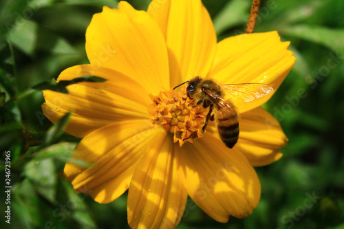bee on yellow flower © Fasya
