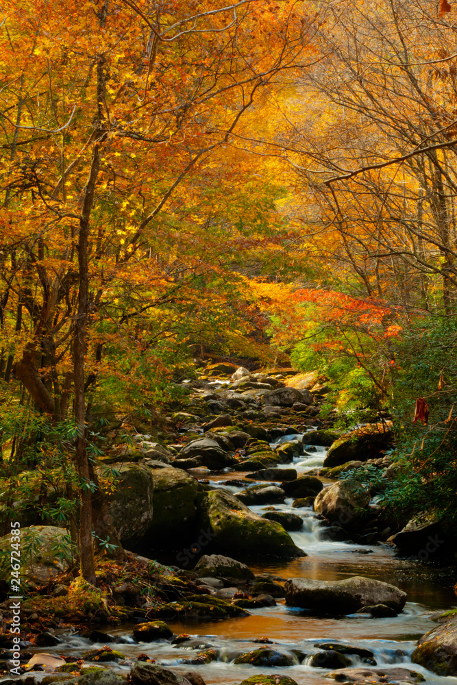 Stream in the Smokies in golden colors of fall.