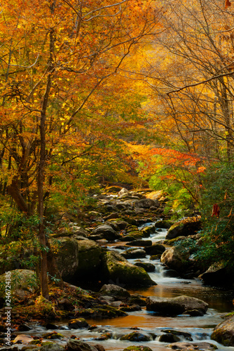Stream in the Smokies in golden colors of fall. © bettys4240