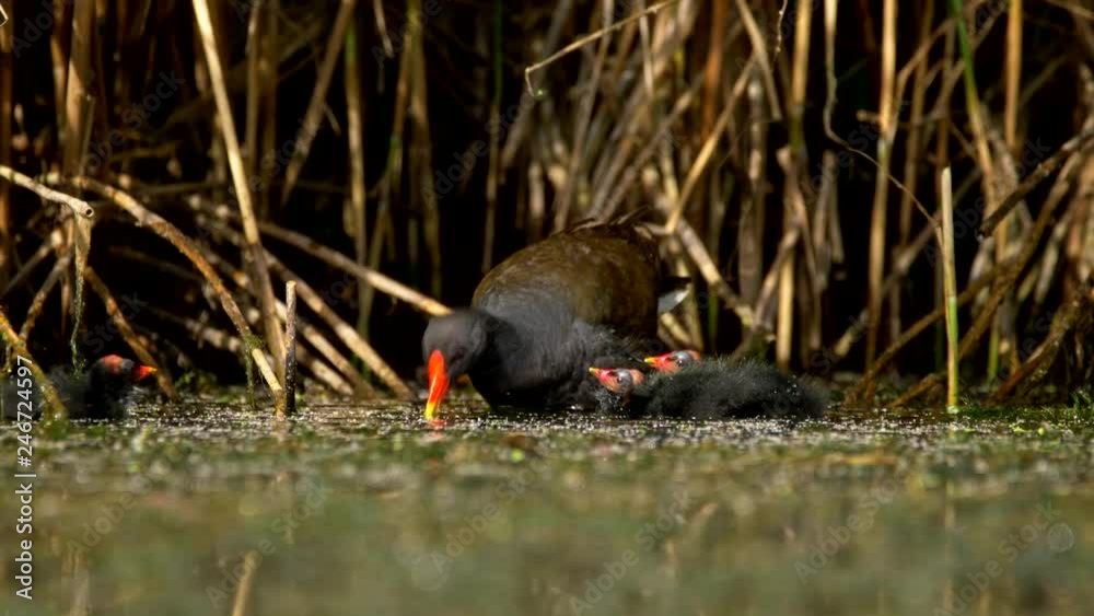Common moorhen (Gallinula chloropus) taking care of chicks Common moorhen (Gallinula chloropus) taking care of chicks