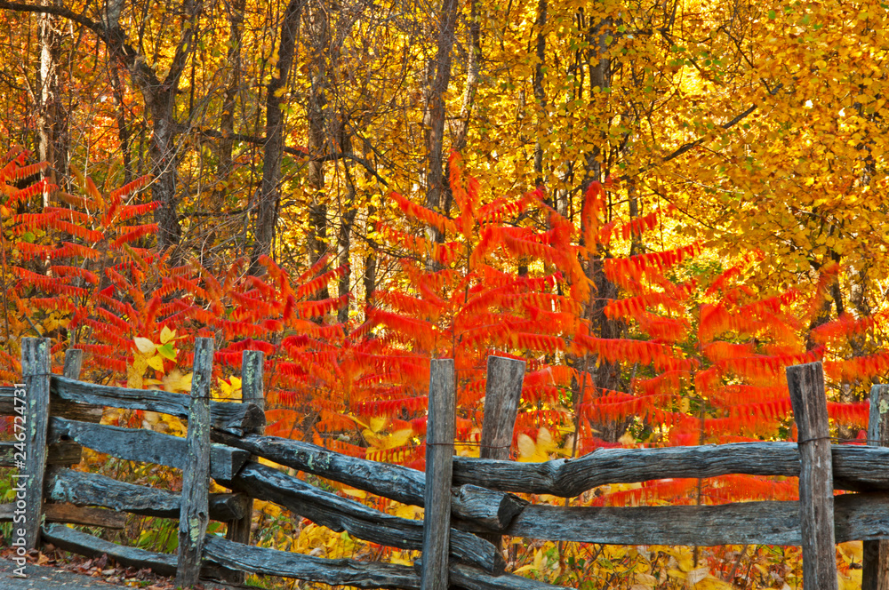 Smoky Mountains in fall colors. Smoky Mountains in fall colors.