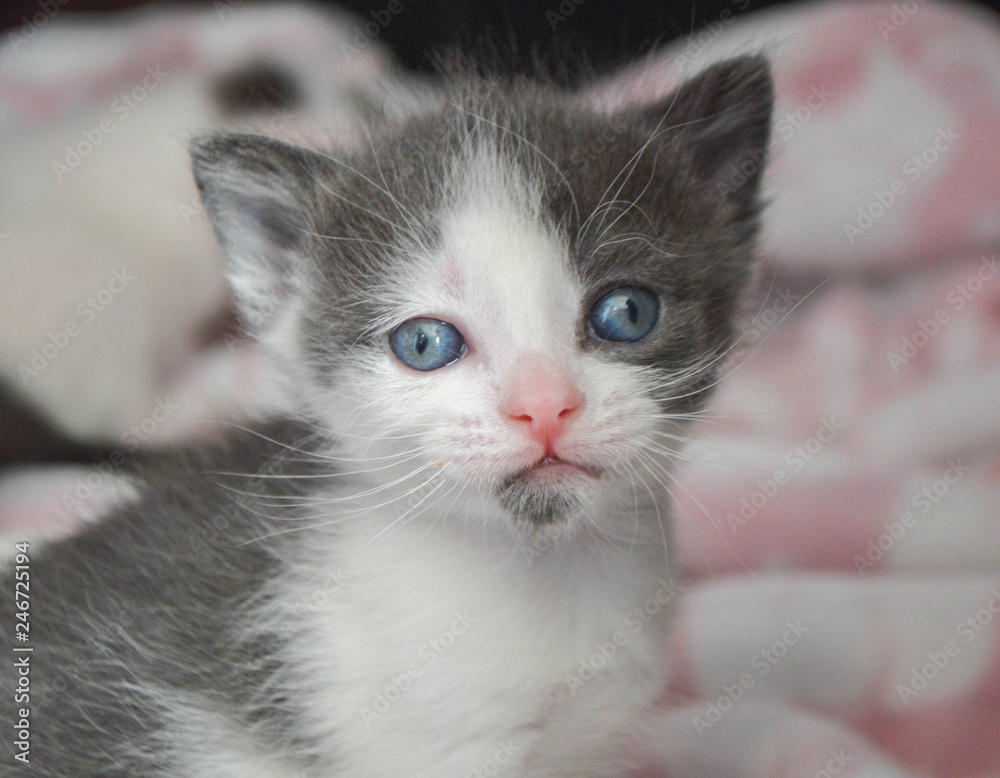 Grey and white kitten with blue eyes
