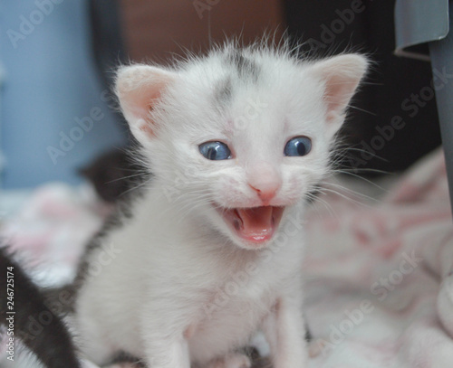 Yawning kitten with blue eyes