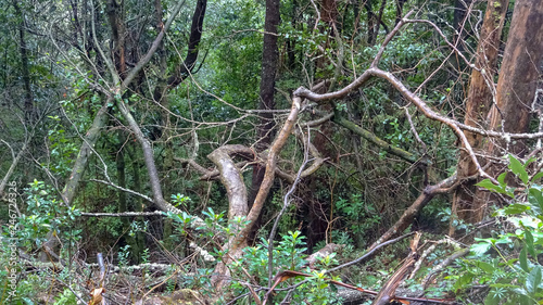 Levada of the Green Cauldron and Quiemadas in Madeira, Portugal