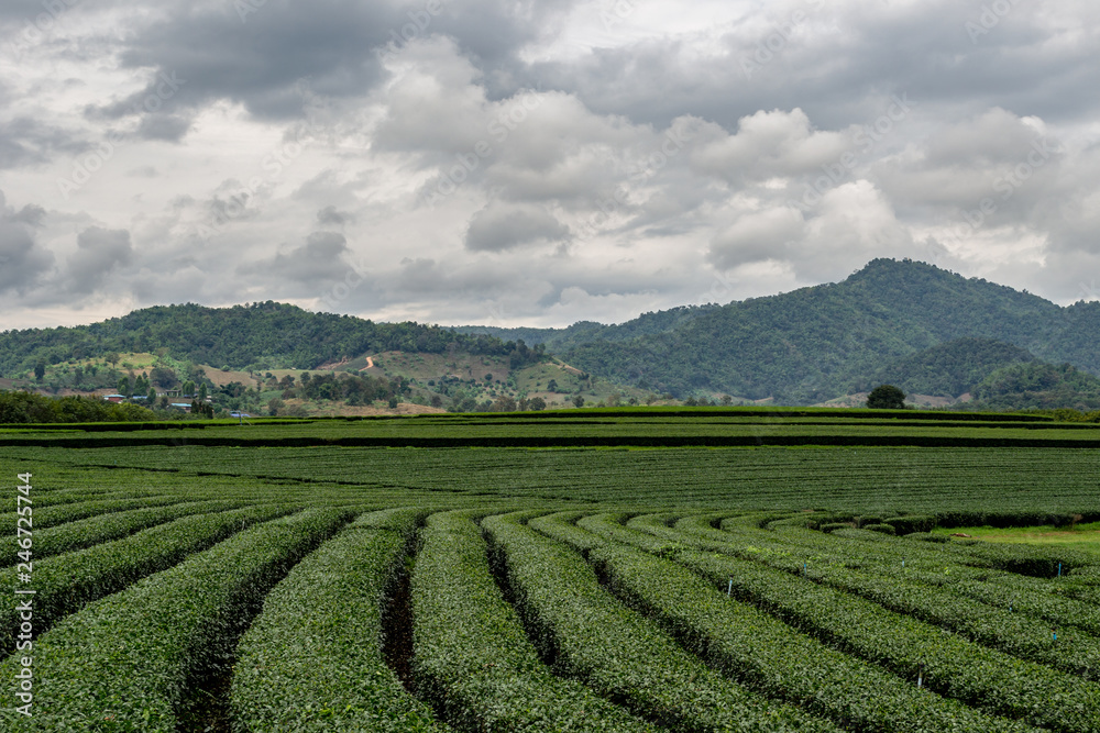 Beautiful landscape of oolong tea plantations on the hills background in cloudy weather in Singha Park, Thailand