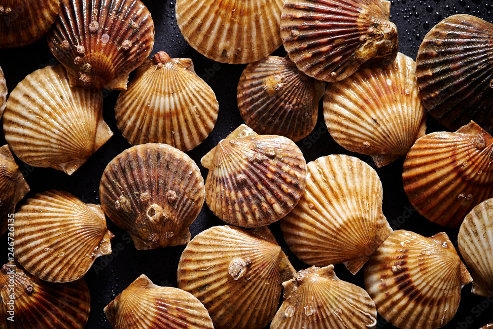 Fresh scallops background Fresh scallops background