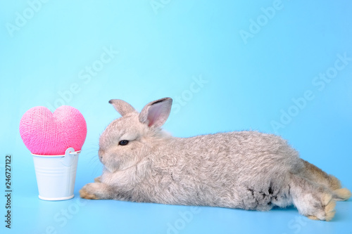 Gray rabbit and pink heart on a blue background