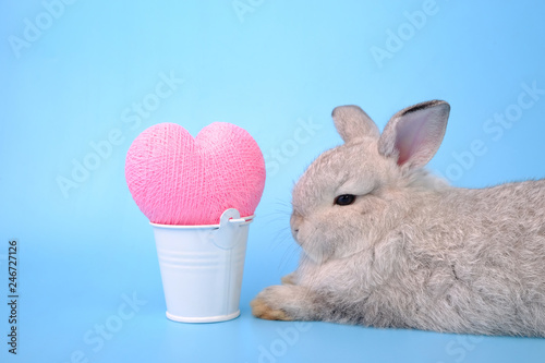Gray rabbit and pink heart on a blue background