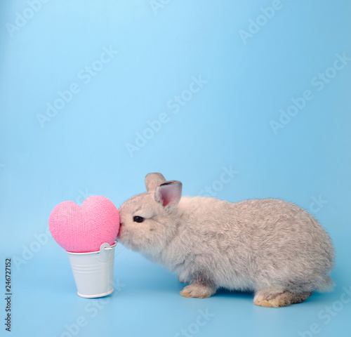 The gray rabbit is kissing the pink heart on the blue background.