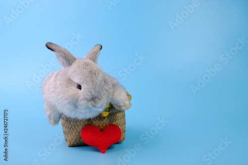 The gray rabbit is in a basket with a red heart on a blue background.