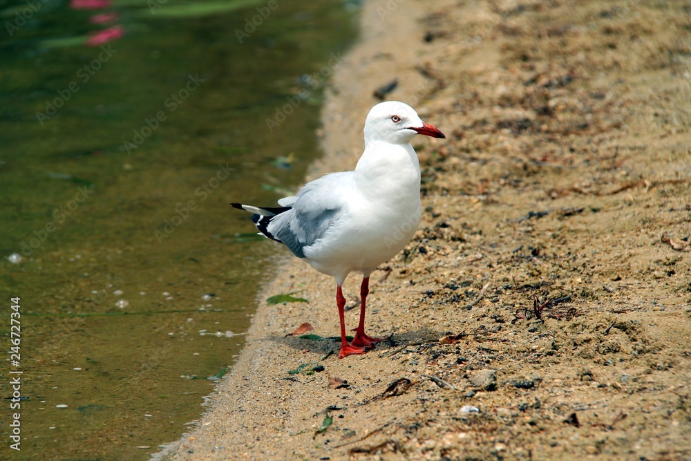 Silver Gull Standing Upright