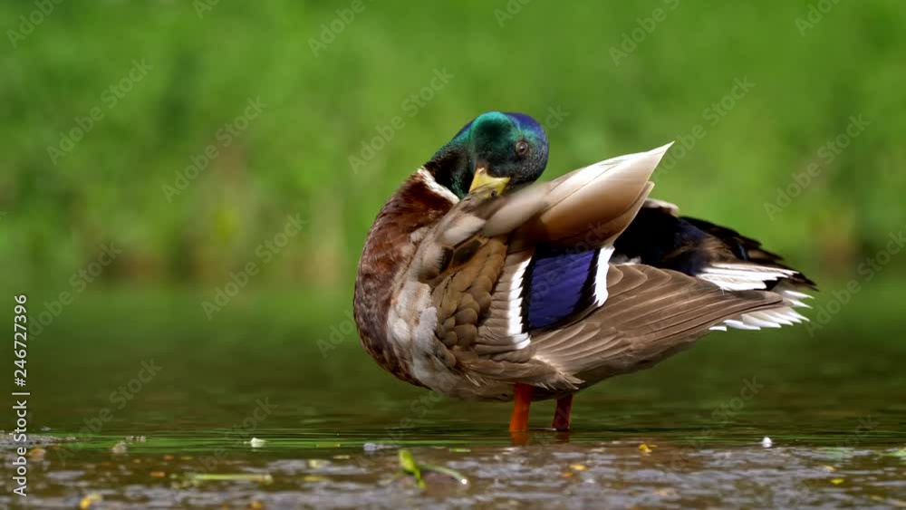 Wild duck mallard (Anas platyrhynchos) preening