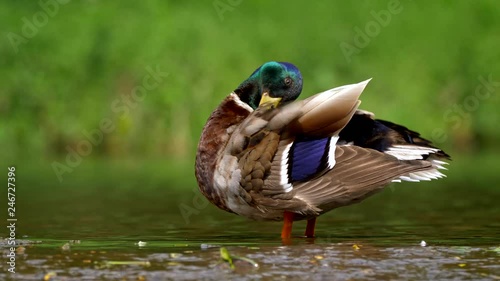 Wild duck mallard (Anas platyrhynchos) preening