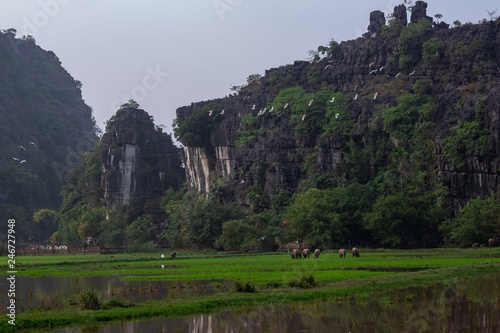 Beautiful landscape with rocks and rice fields in Ninh Binh and Tam Coc in Vietnam.