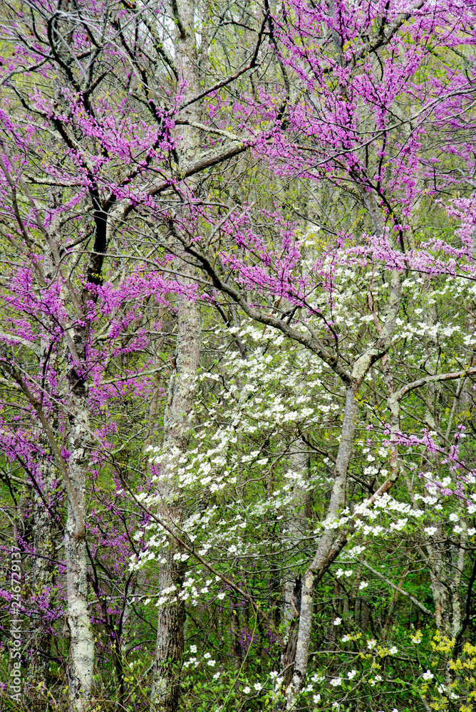 Wild Dogwoods and Redbuds are blooming together in the forest. Wild Dogwoods and Redbuds are blooming together in the forest.