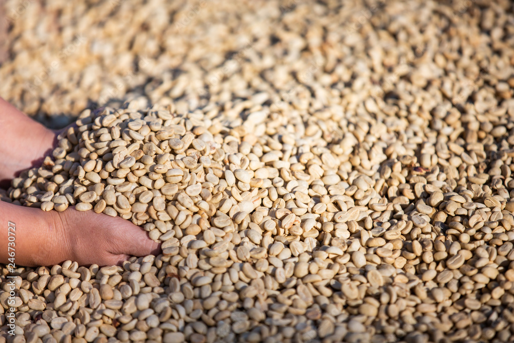 Hands with coffee beans on coffee beans that are dried Hands with coffee beans on coffee beans that are dried