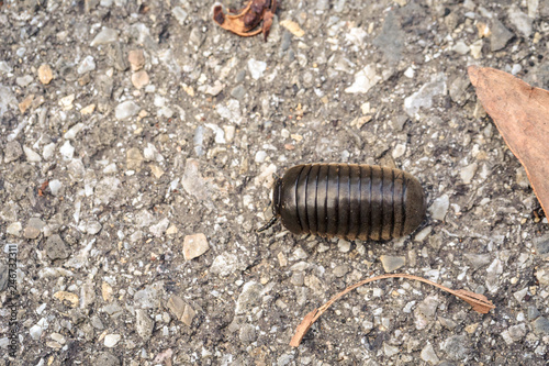 short millipede keep moving for its adventure © TeeRaiden