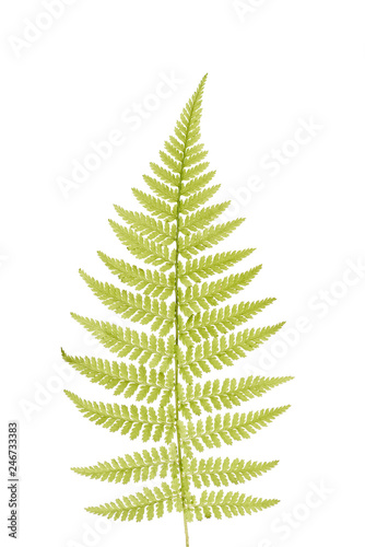 Green fern leaves isolated on white background. Green sprig of fern.