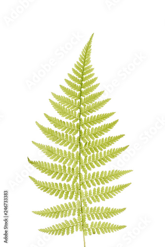 Green fern leaves isolated on white background. Green sprig of fern.
