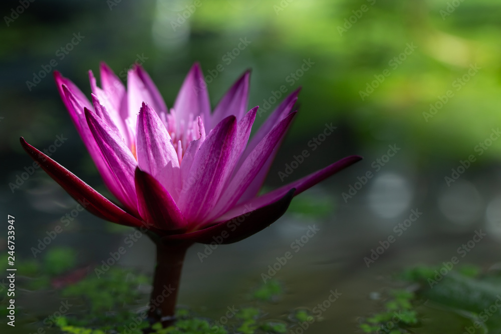 Close-up pink lotus water lily flower Close-up pink lotus water lily flower