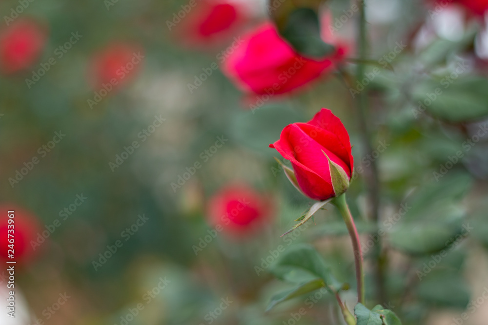 Fototapeta premium Red Roses on a bush in a garden.Thailand