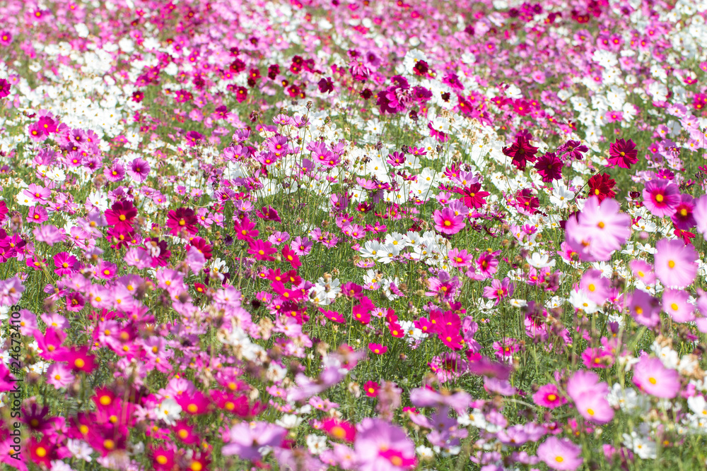 Colorfull cosmos flowers in the garden