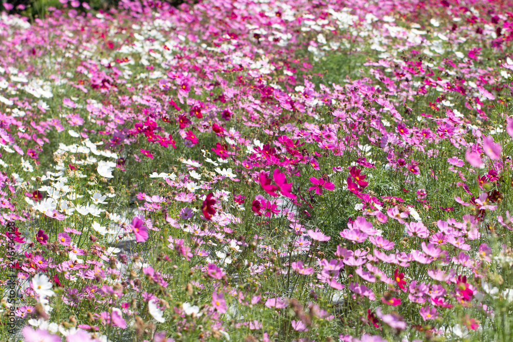Colorfull cosmos flowers in the garden
