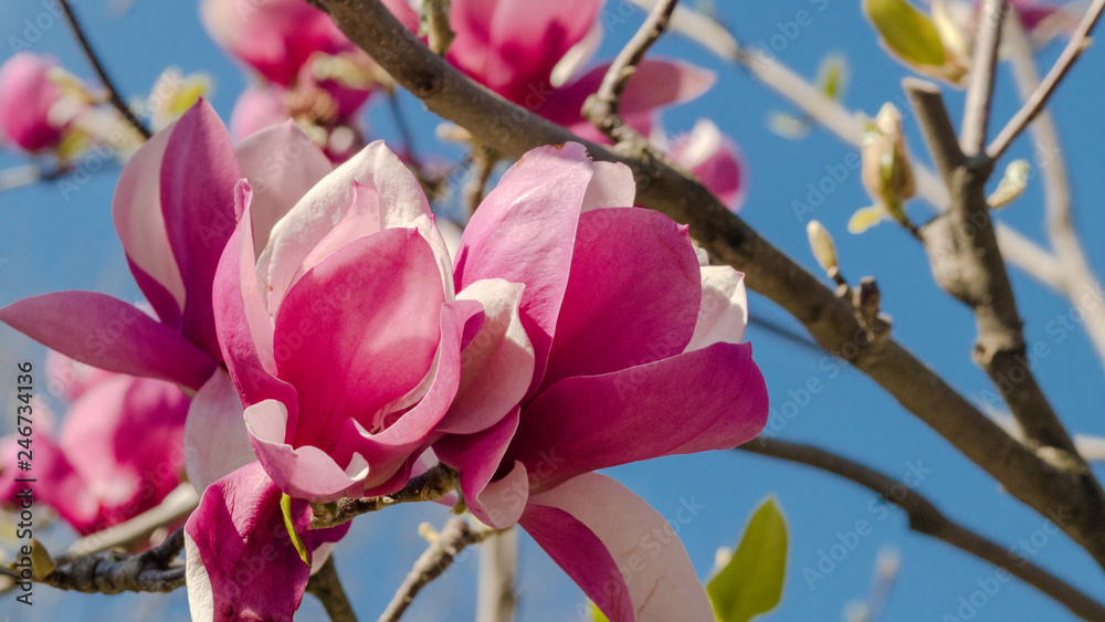 Obraz premium Tulip tree luxuriant flowering on the blue sky background.Pink magnolia flowers into the wind.New leaves begin to unfurl.