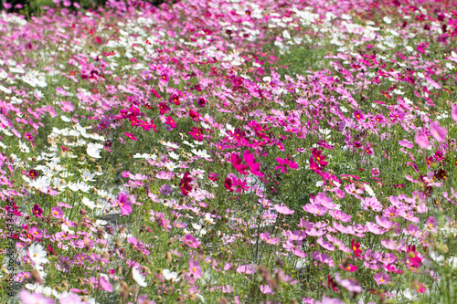 Colorfull cosmos flowers in the garden © taira42