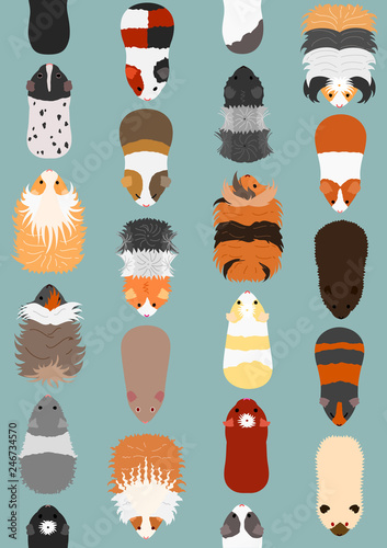 seamless pattern of guinea pig