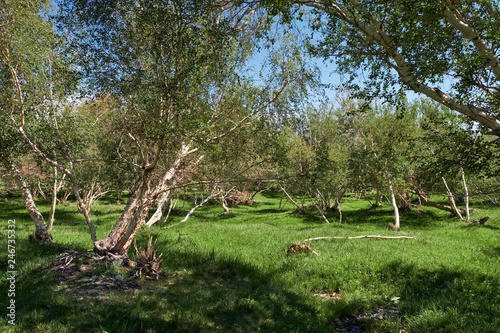 Floodplain birch forest in Khovd aimak in Mongolia photo