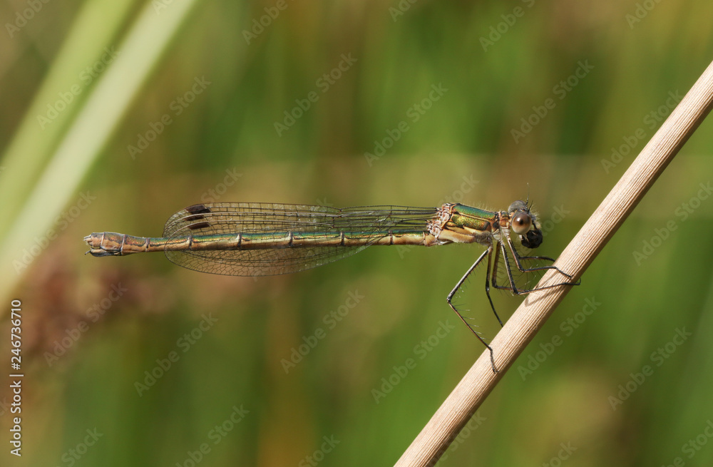 A beautiful female Emerald Damselfly (Lestes sponsa) perched on the stem of a reed. A beautiful female Emerald Damselfly (Lestes sponsa) perched on the stem of a reed.
